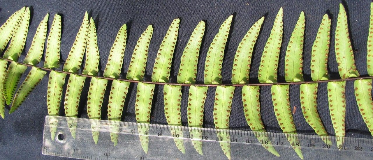 Nephrolepis 2