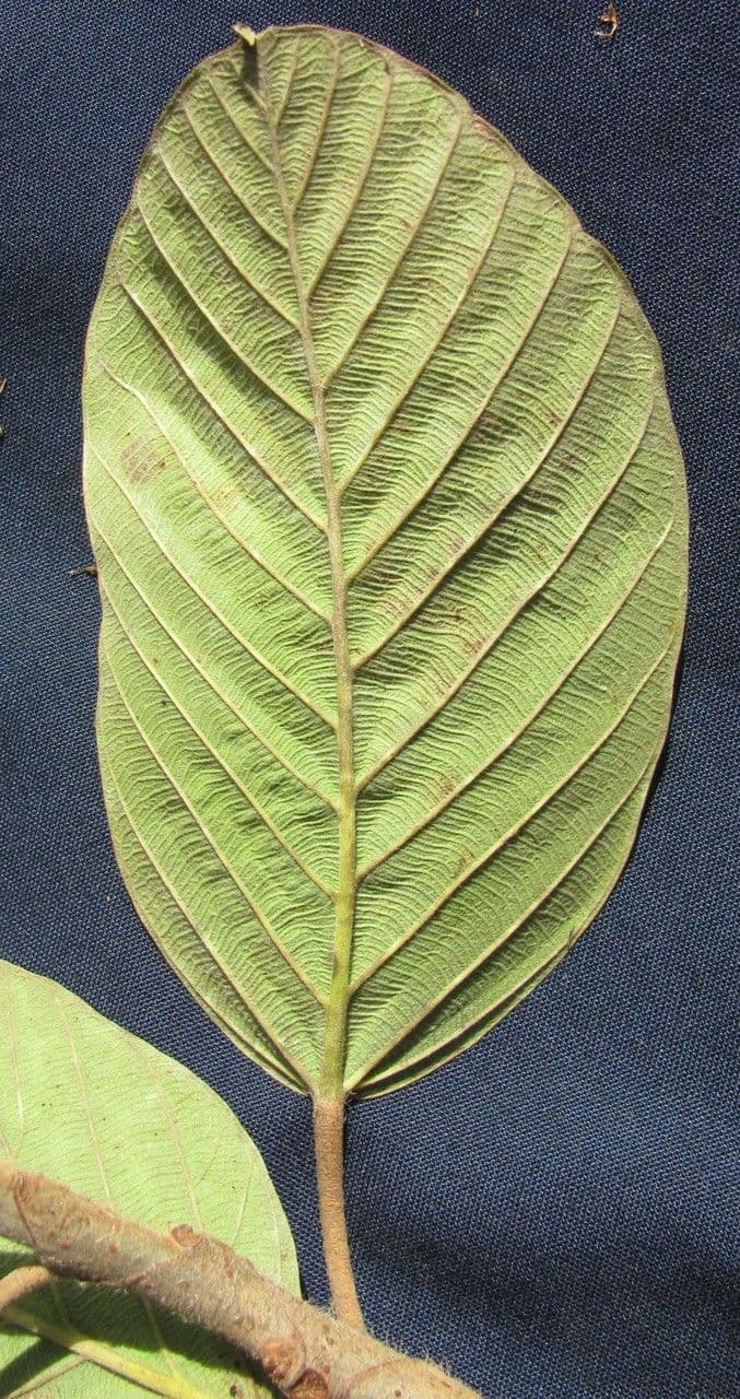 Coussapoa villosa 21