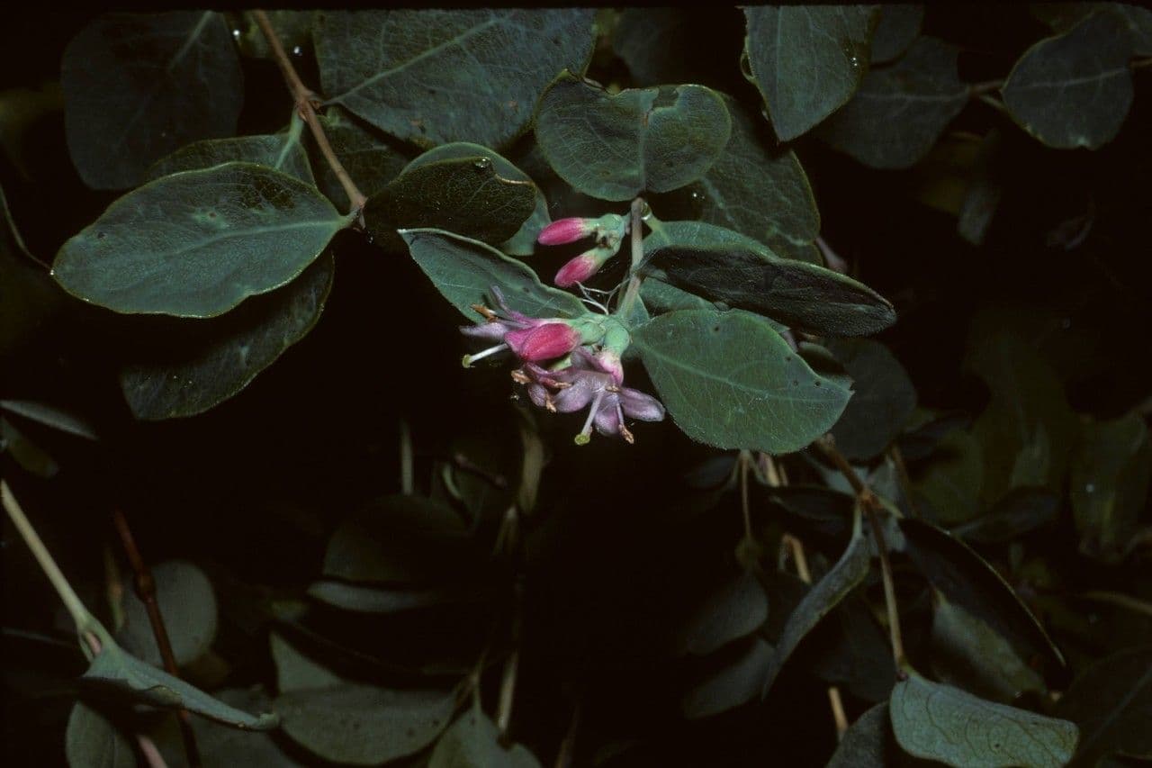 Symphoricarpos occidentalis 13