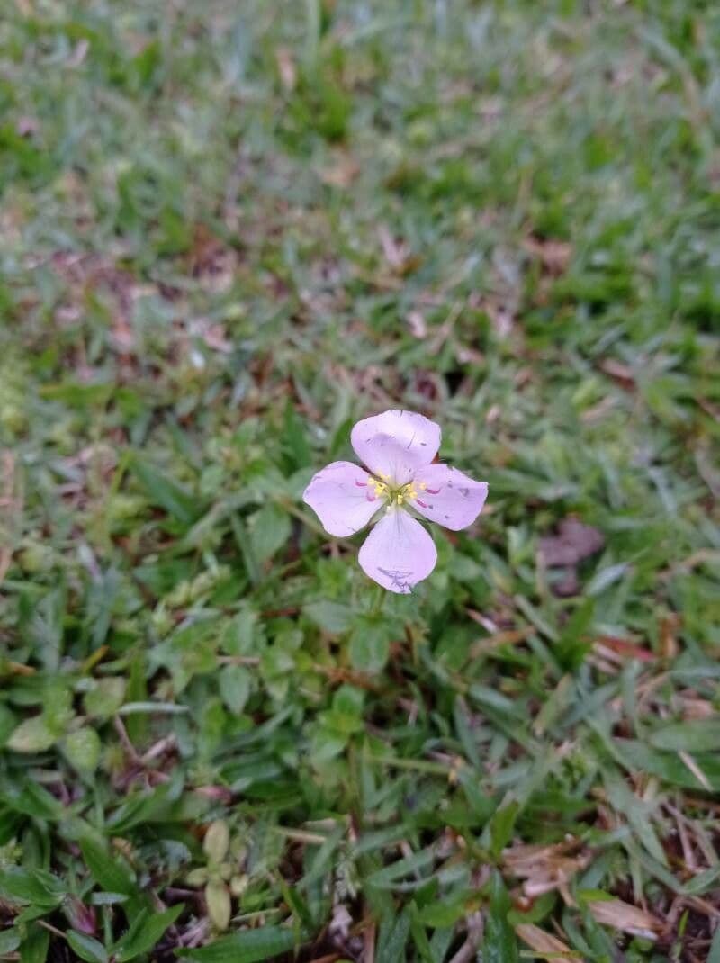 Falsa prateria 3