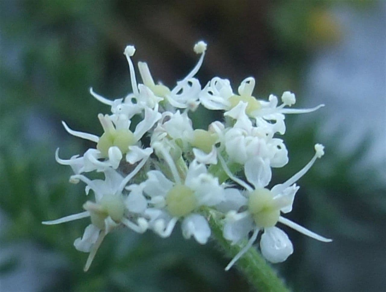 Athamanta cretensis 6