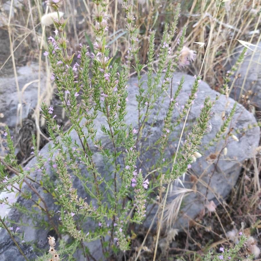 Micromeria greca 9