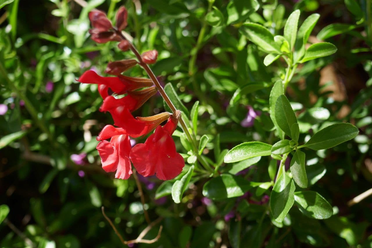 Salbei 14