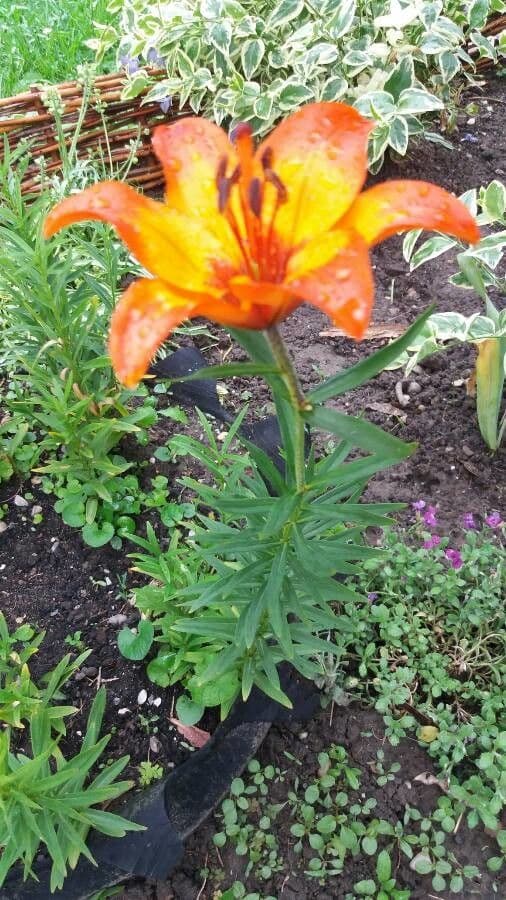 Emerocallide fulva 29