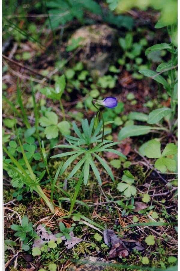Viola pedatifida 6