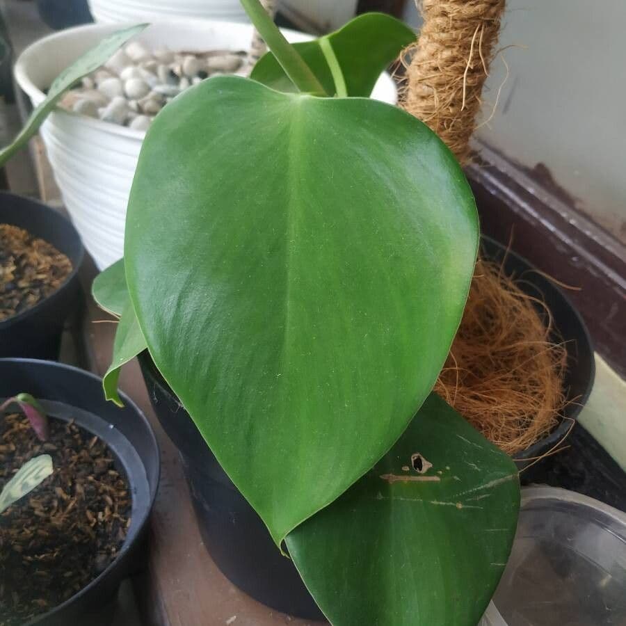 Philodendron 4