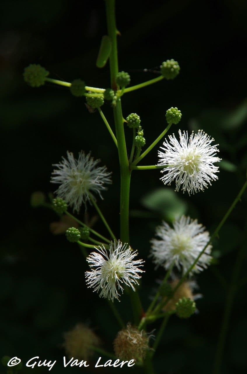Mimóza rohatá