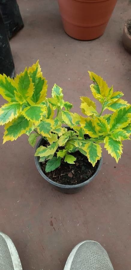 Duranta erecta 17