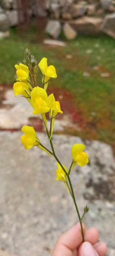 Linaria spartia 5