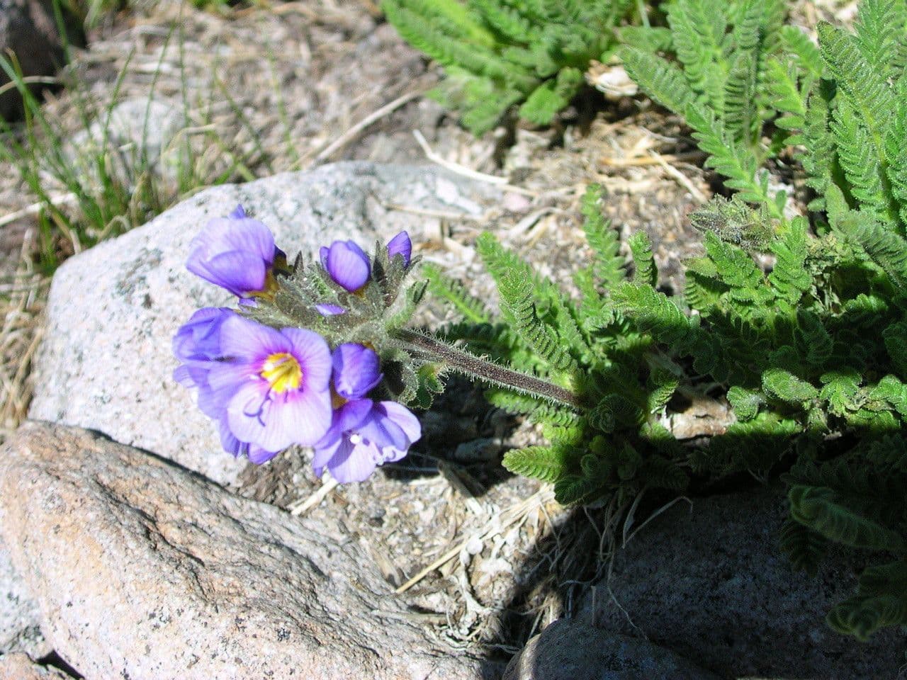 Polémone élégante 4