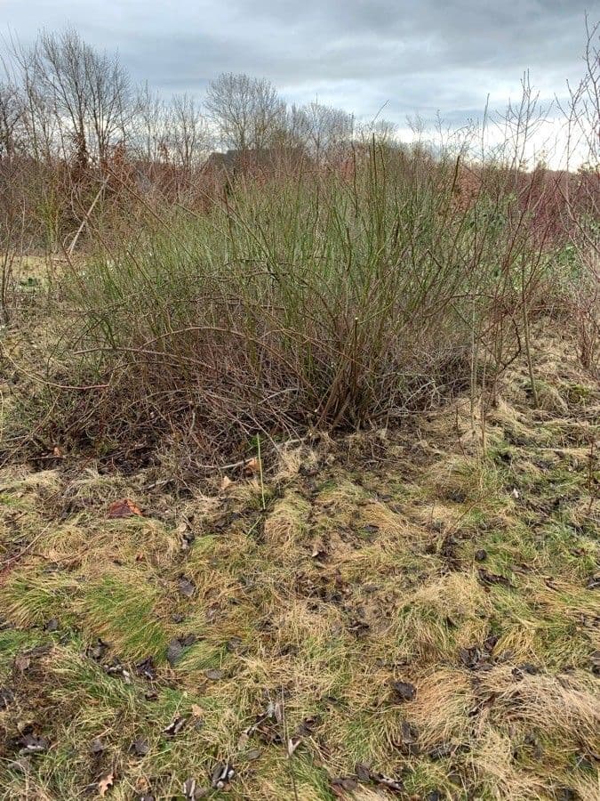 Eragrostis pectinacea 13