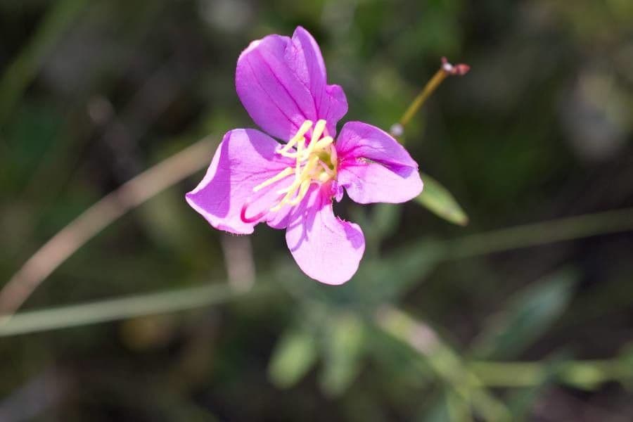 Rhexia alifana 4