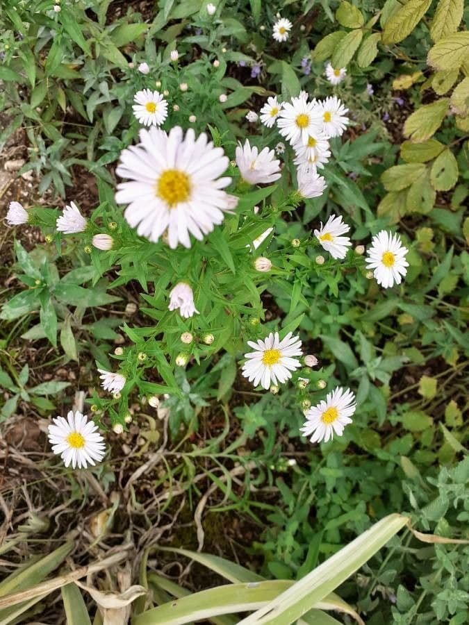 Busch-Aster 2