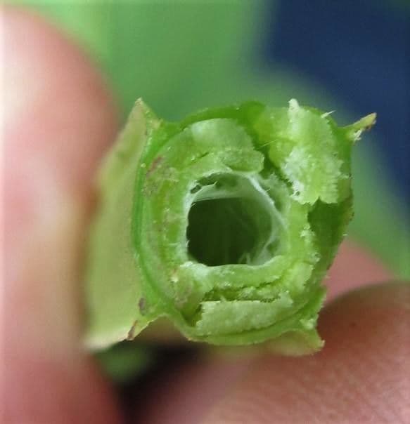 Chelonanthus alatus 2