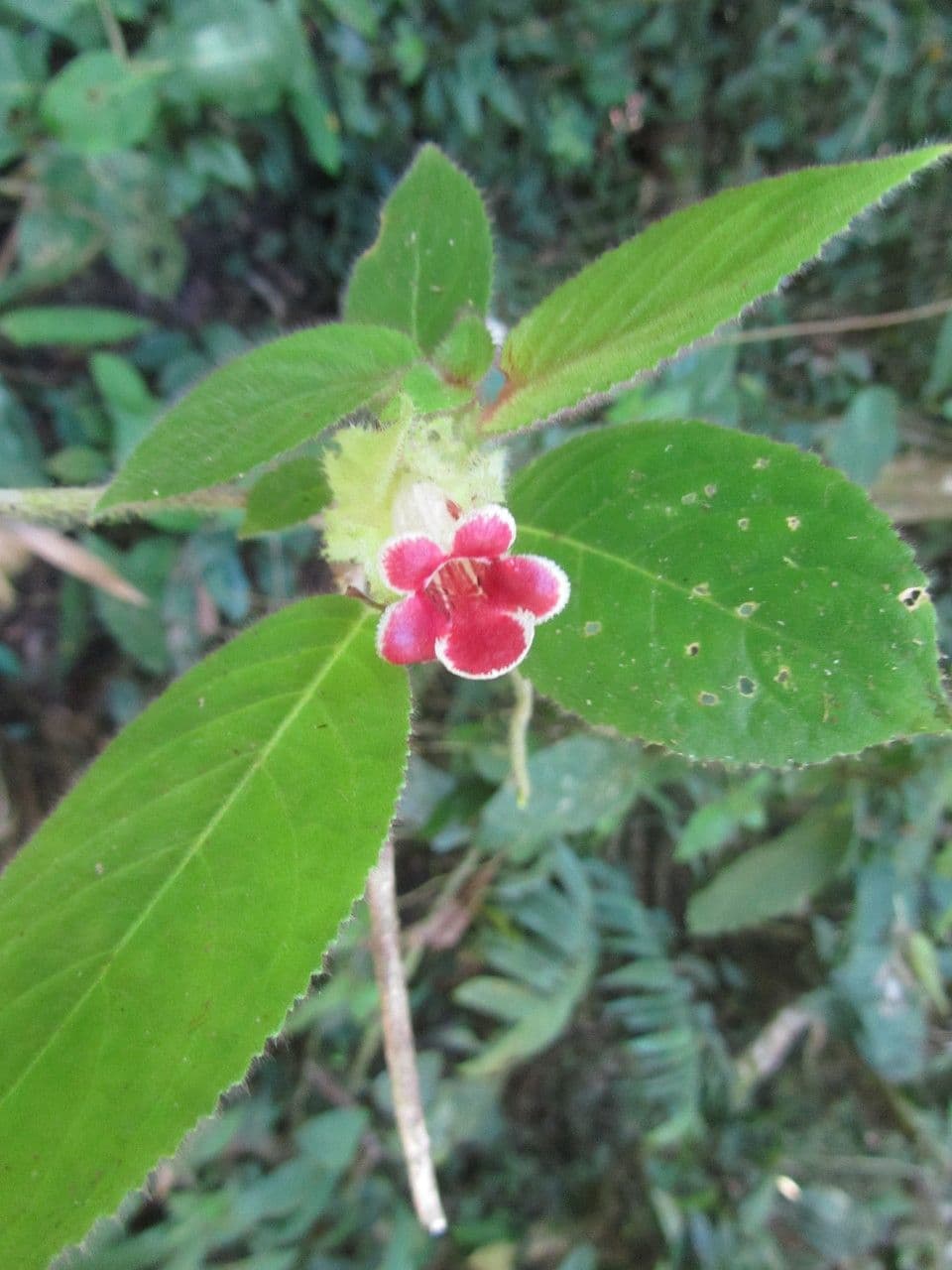 Drymonia pelosa 10