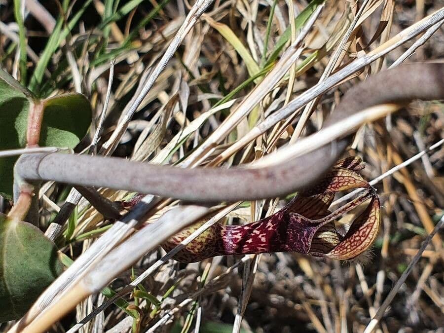 Ceropegia 14
