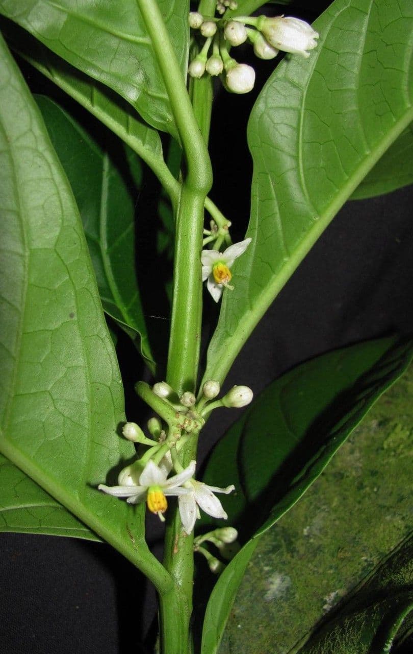 Solanum 13