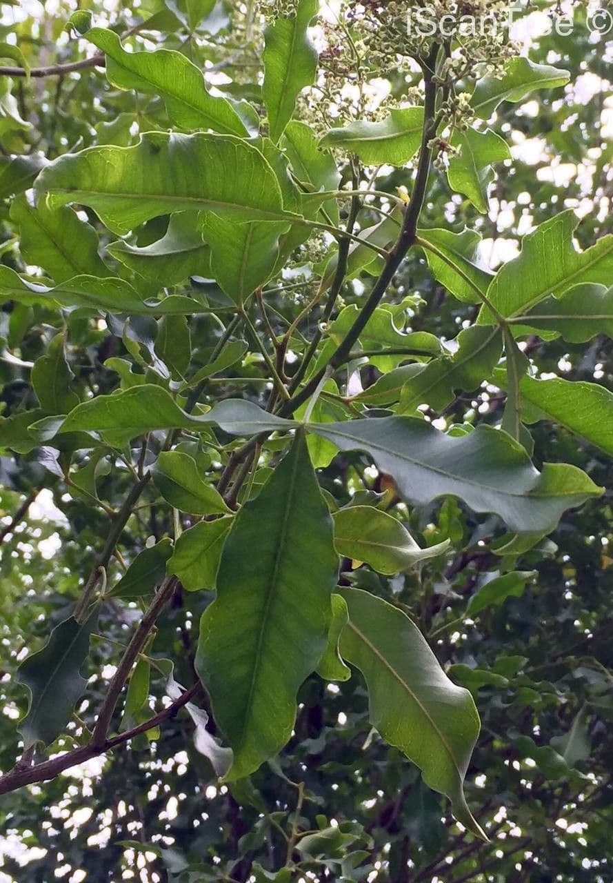 Vepris lanceolata 6
