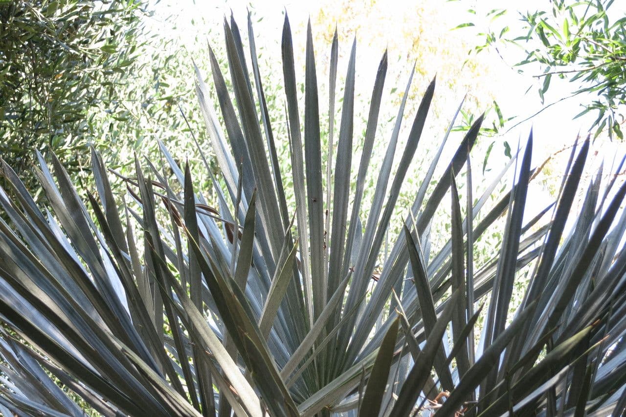 Trithrinax polny 6