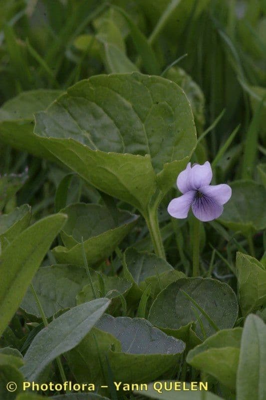 Viola palustre 23