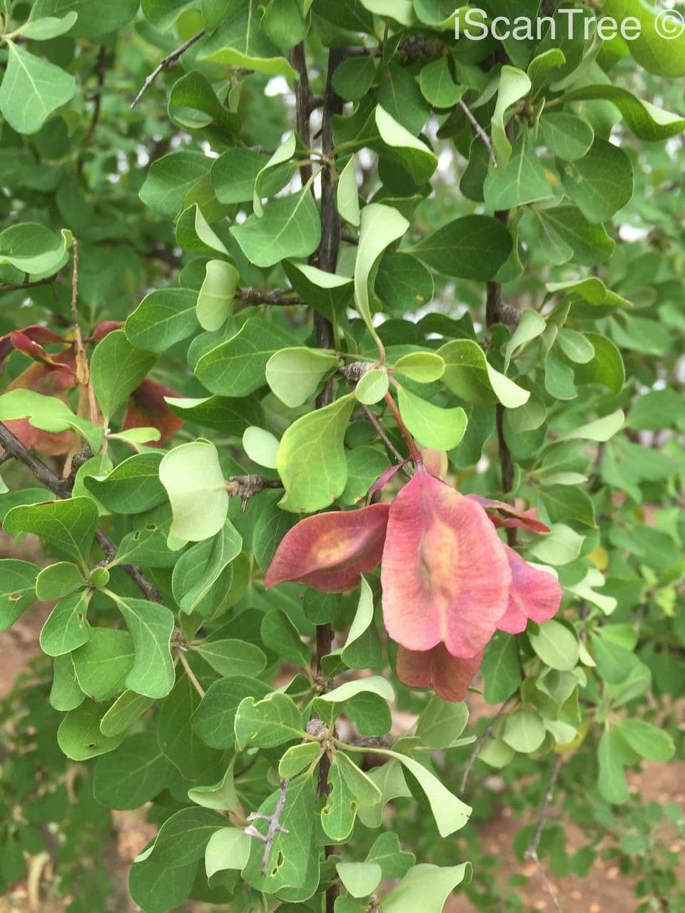 Terminalia 3