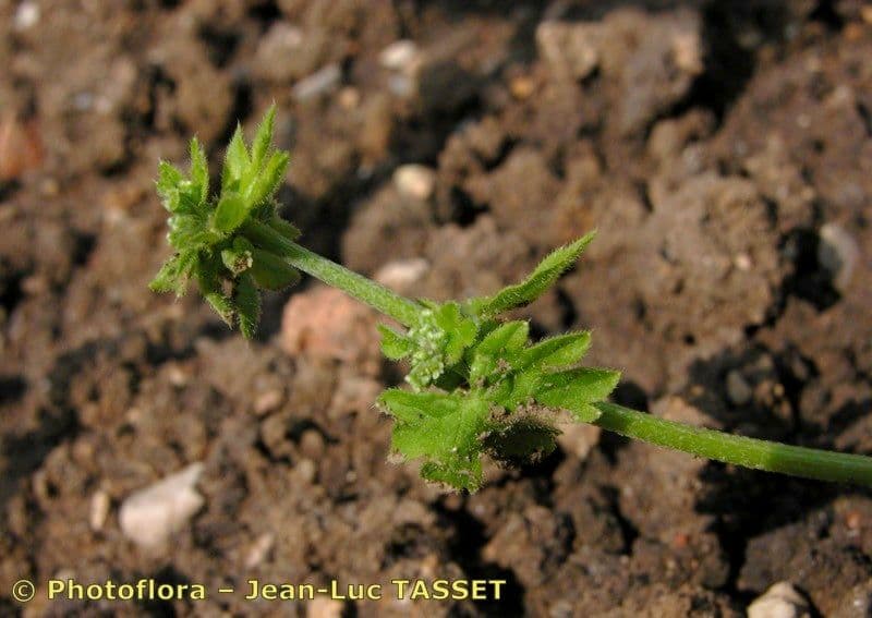 Graue Bowlesia 20