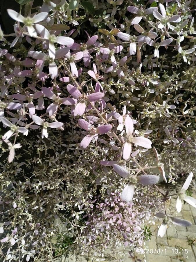 Congea tomentosa