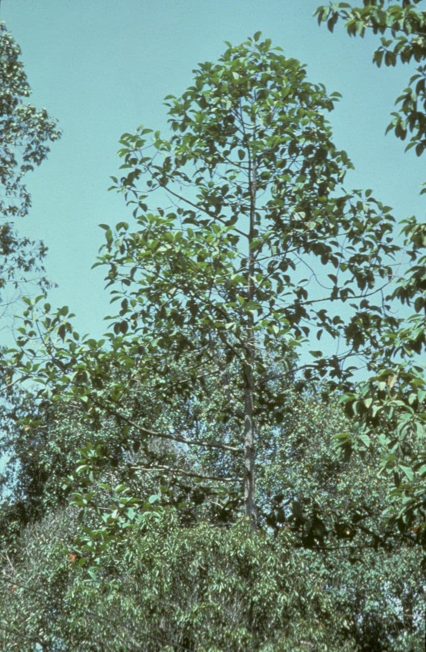 Dipterocarpus 2