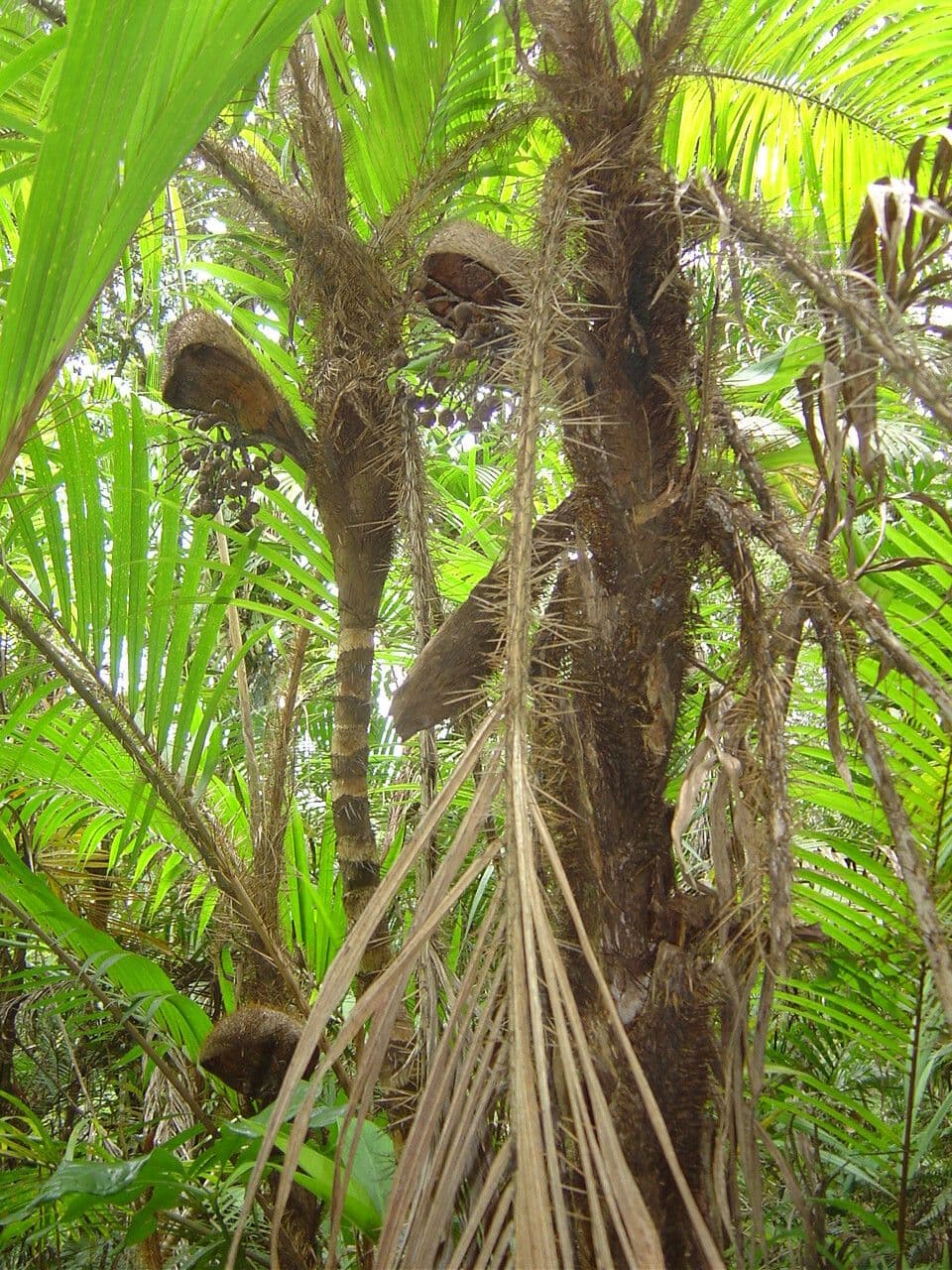 Bactris 7
