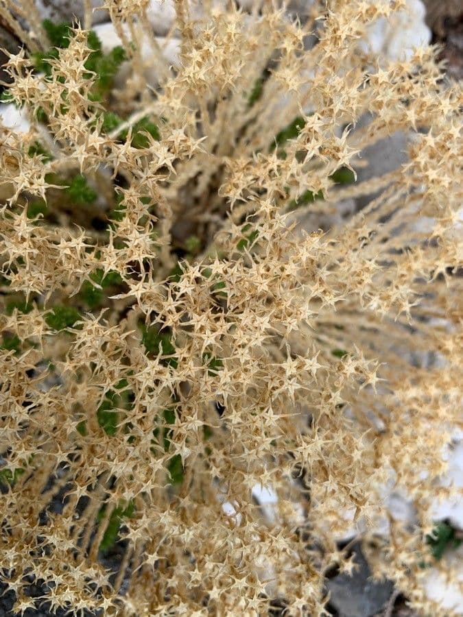 Sedum 3