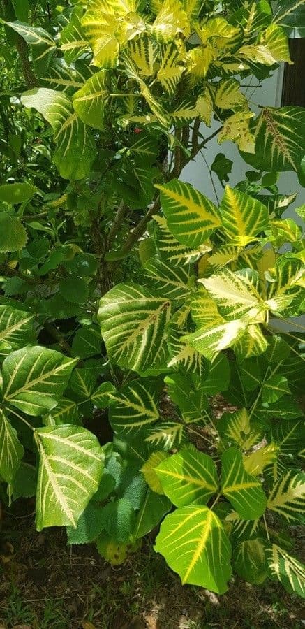Eritrina variegata 14