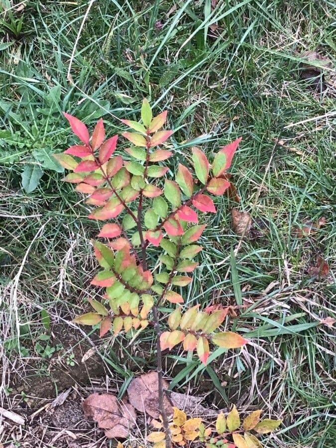 Zanthoxylum