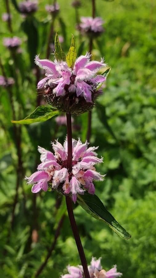 Phlomoides 2