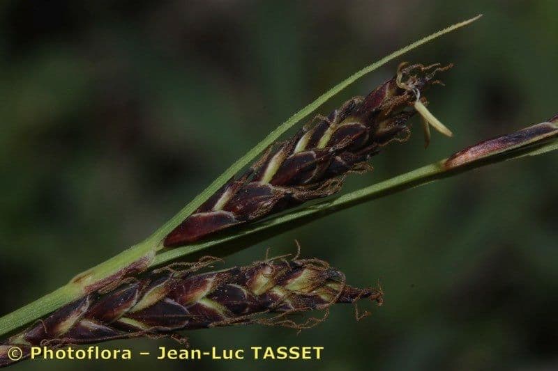 Fransensegge 8