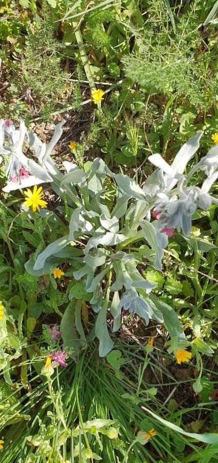 Cynoglossum dioscoridis 18