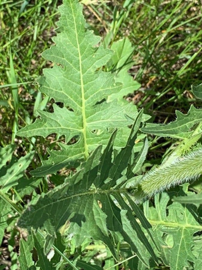 Loesels Rauke 19