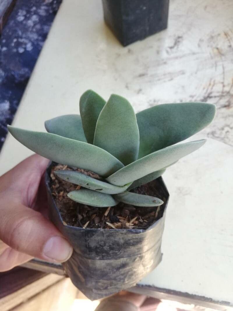 Crassula perfoliata 21
