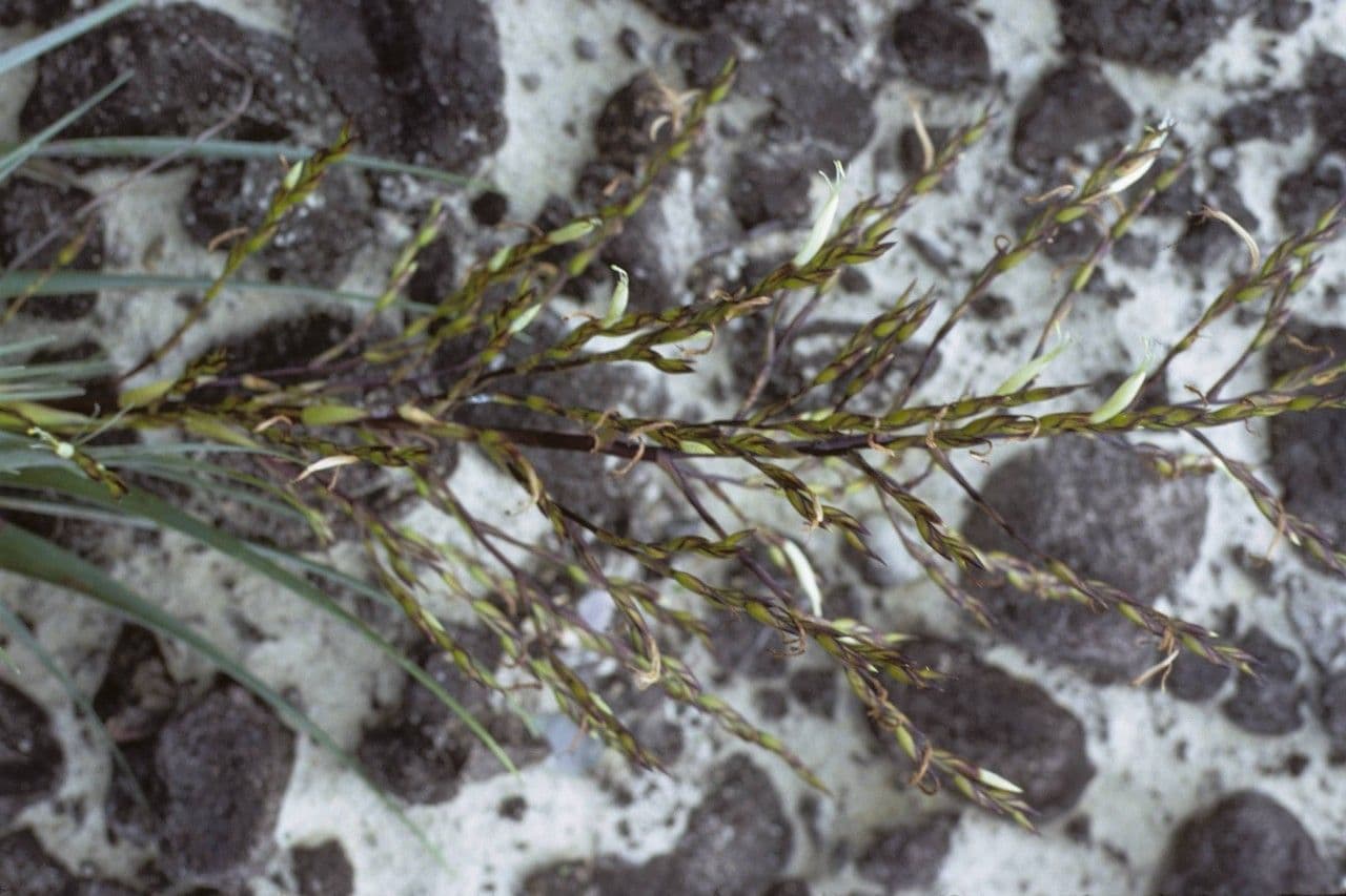 Tillandsia utricolata 2