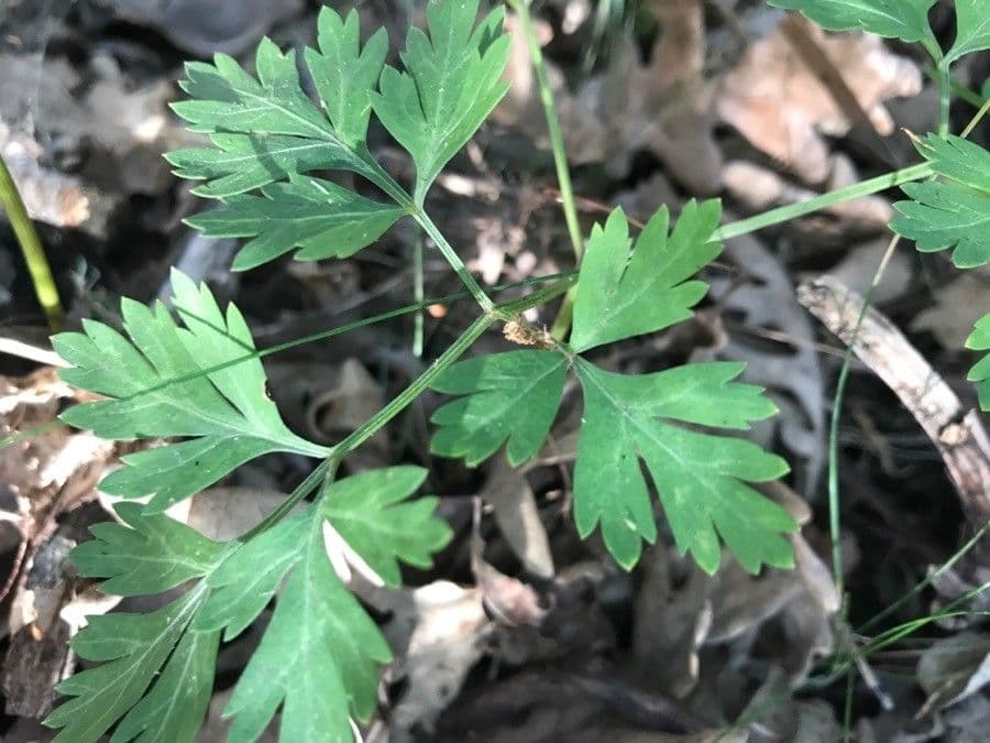 Physospermum della Cornovaglia 9