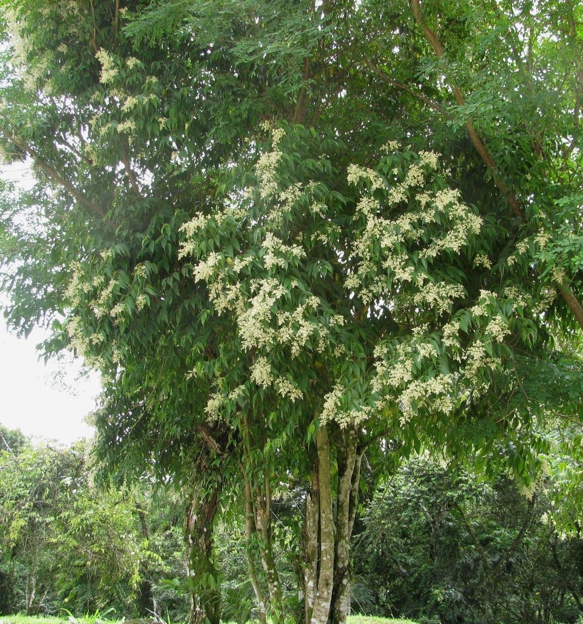 Miconia minutiflora 9