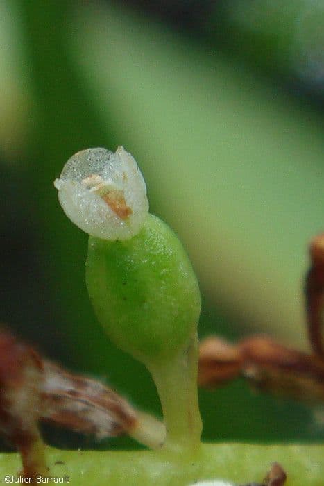 Phreatia