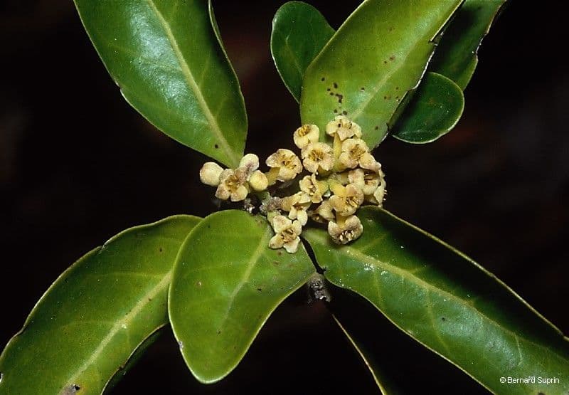 Tinadendron 3