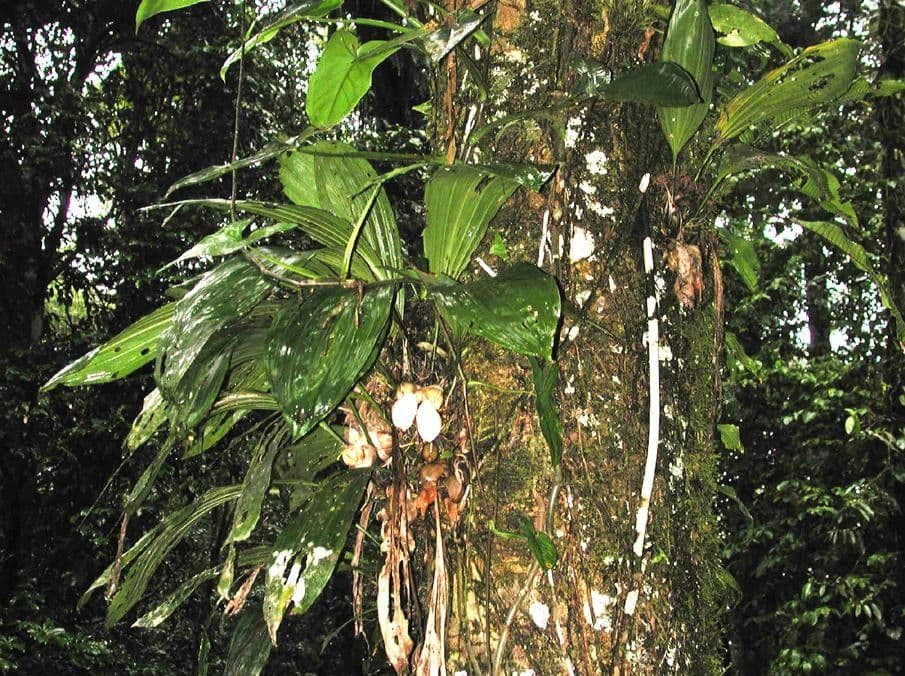 Stanhopea 7