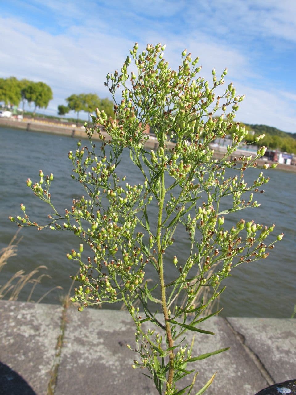 Erigeron floribundo 13