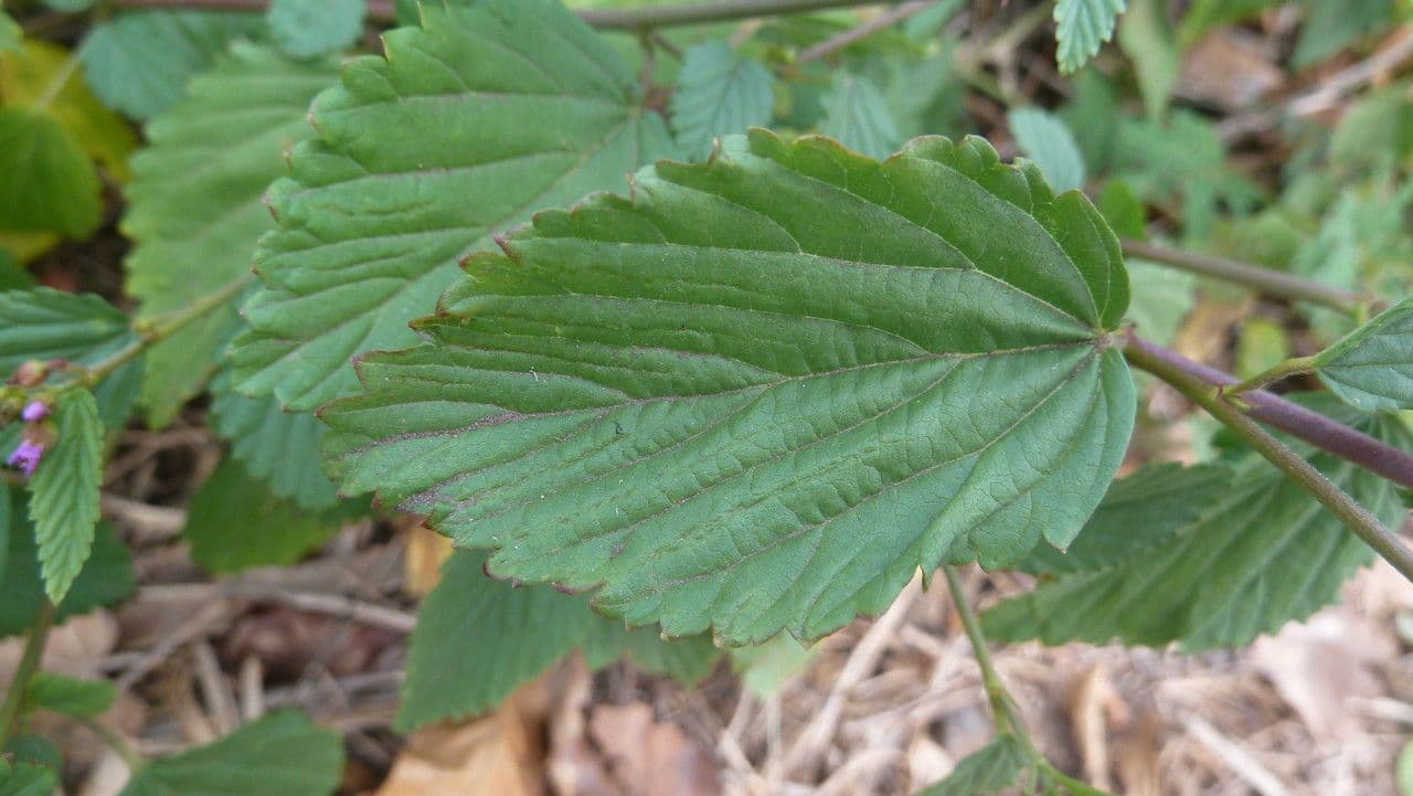 Pyramidenblume 16