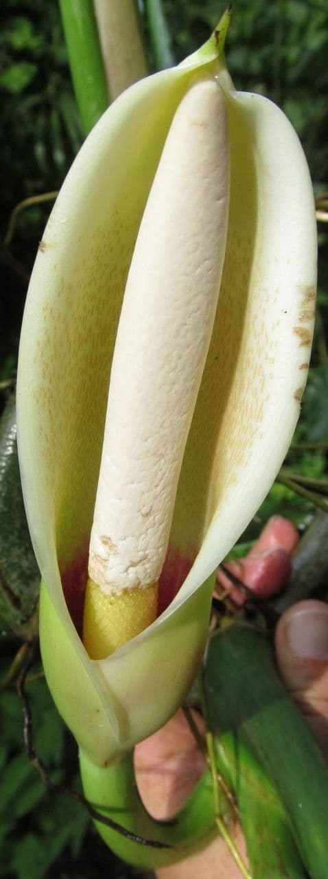 Filodendro tripartito 10