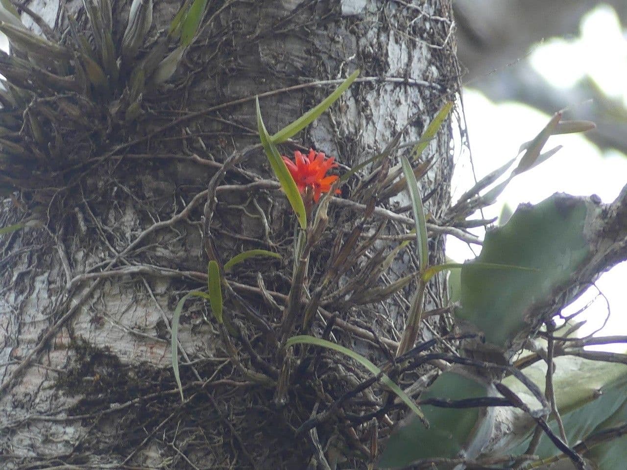Scaphyglottis 7