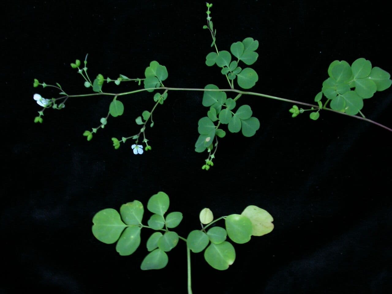 Boenninghausenia 3