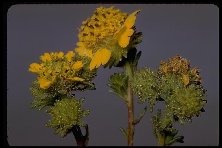 Holocarpha macradenia 4