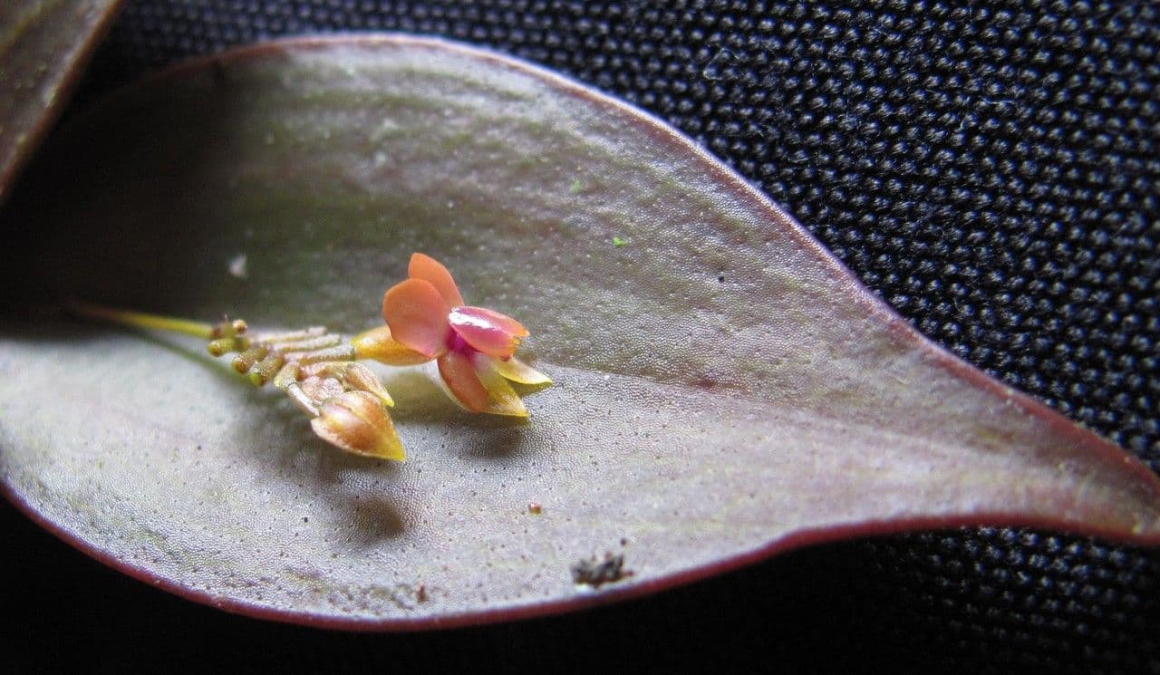 Lepanthes